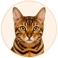 Bengal cat