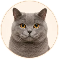 British Shorthair cat