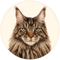 Maine Coon cat