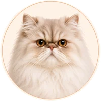 Persian cat