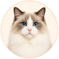 Ragdoll cat