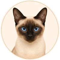 Siamese cat